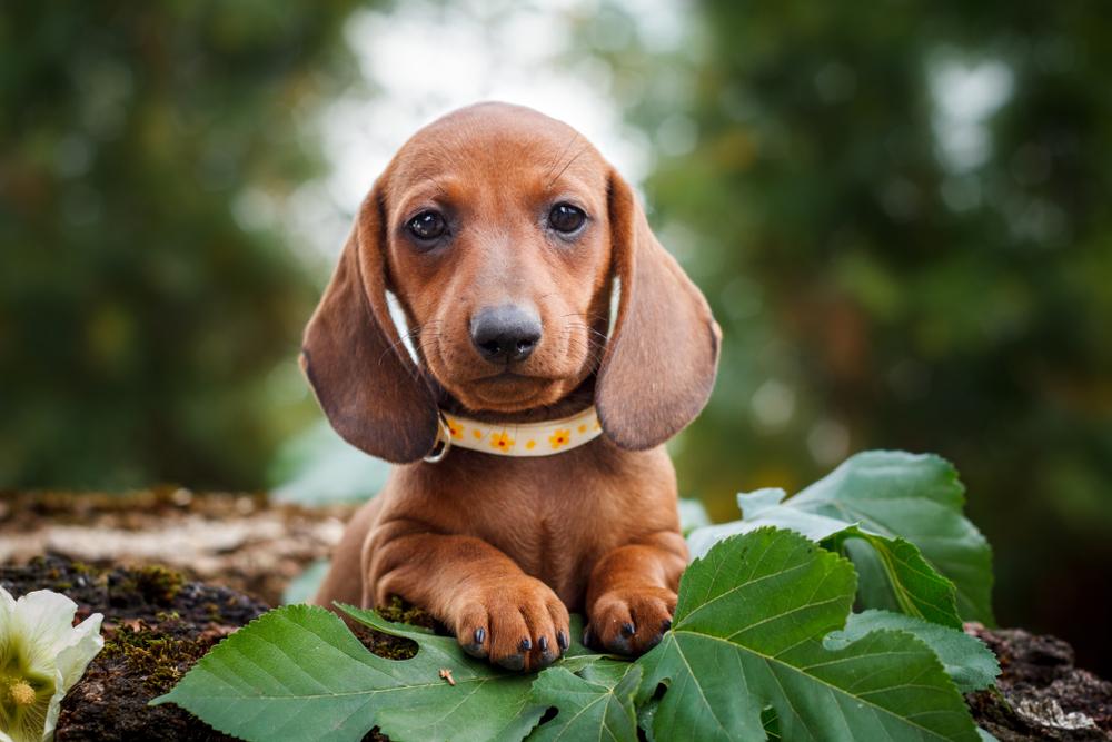 маленькие немецкие собаки: такса.jpg