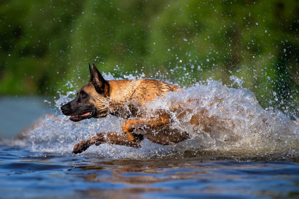 Малинуа с черной мордой