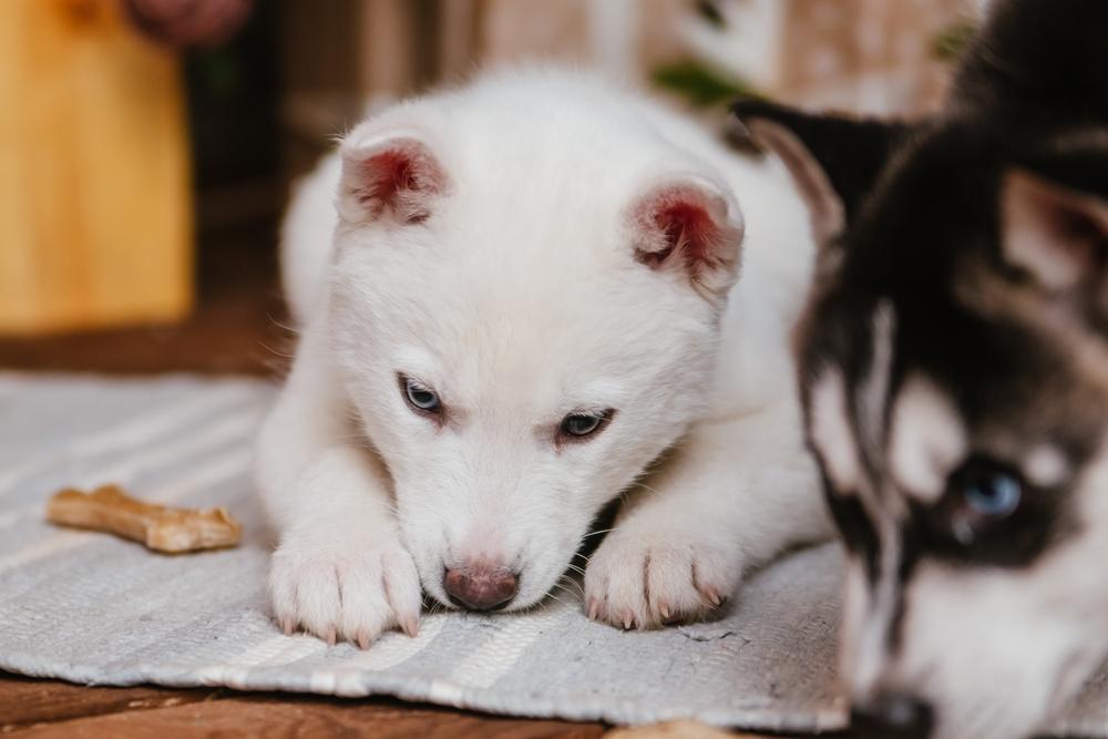 Переход щенка хаски на «взрослое» питание