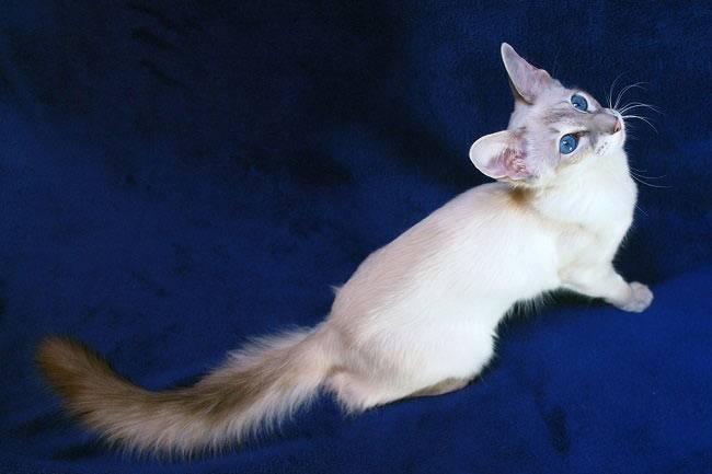 кошки, похожие на сиамскую: яванская кошка.jpg