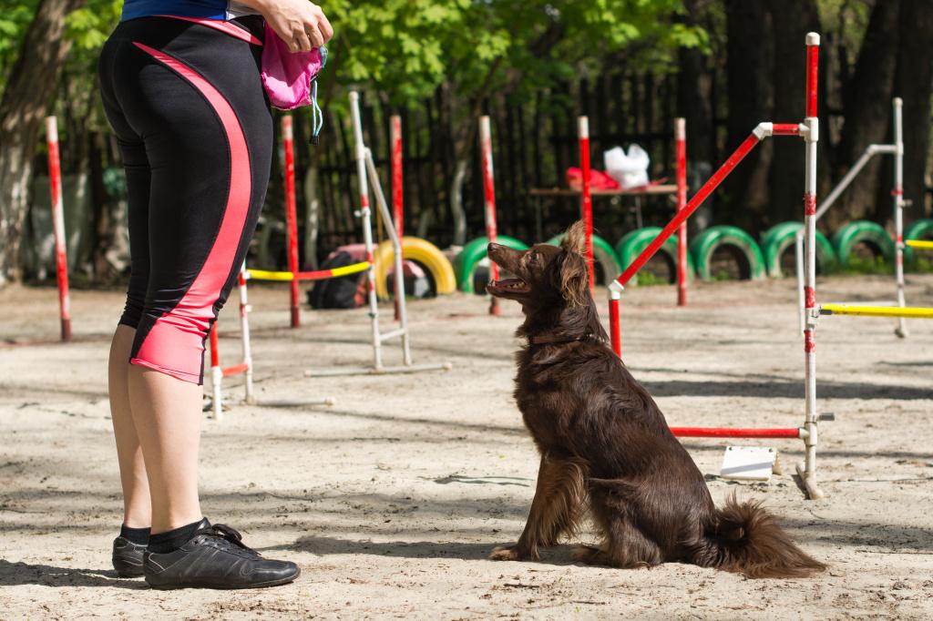 Подготовка к обучению собаки команде «Сидеть» 