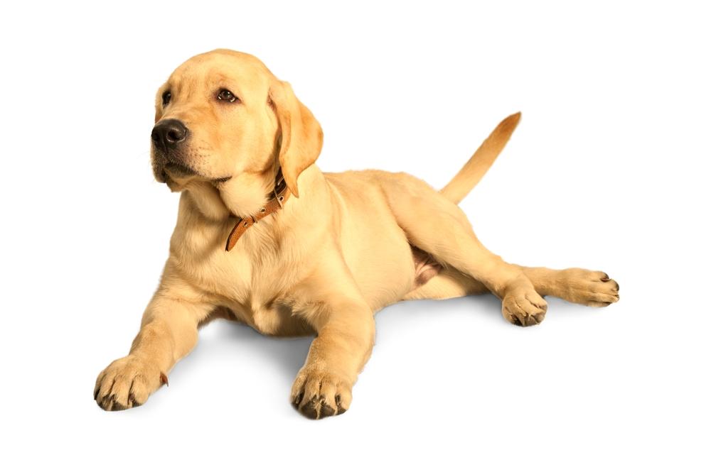 Непризнанные окрасы лабрадоров: бежевый