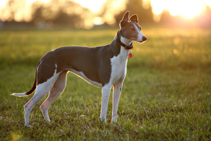 породы собак из Австралии: австралийская борзая