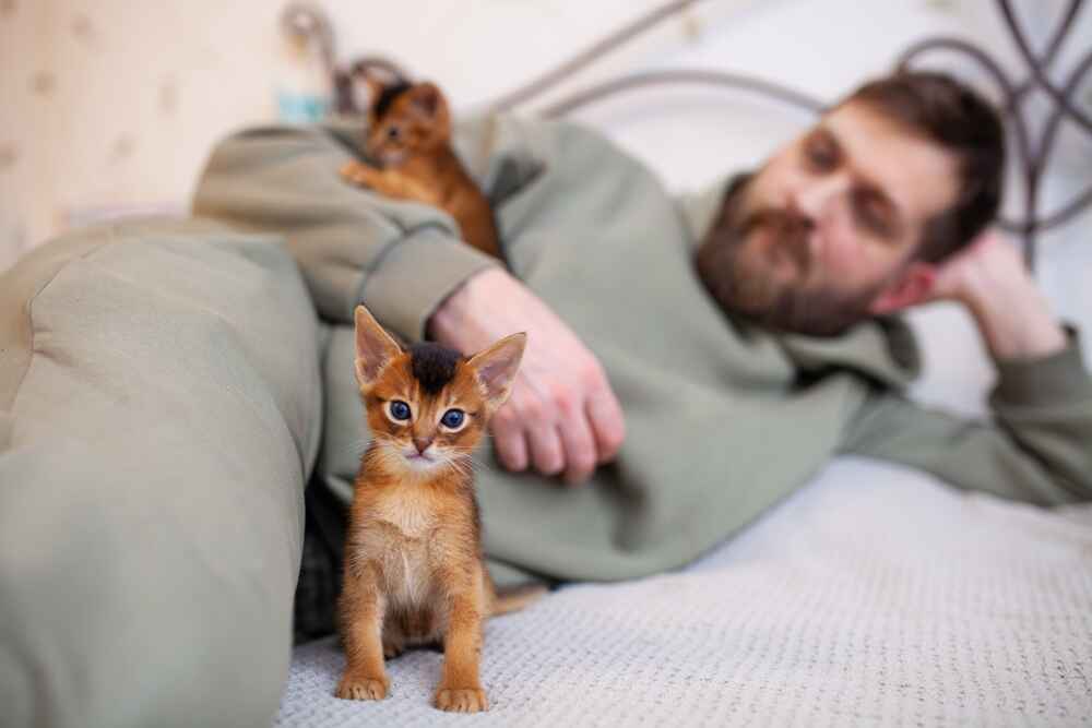 Болезнь может влиять на активность абиссинской кошки