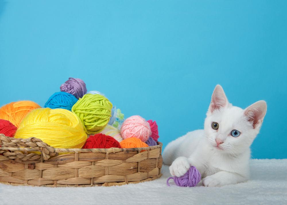 Самые общительные породы кошек: као мани Самые общительные породы кошек: као мани