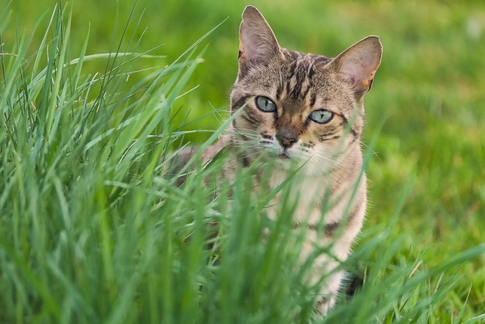 Во время течки у бенгальской кошки может снизиться аппетит
