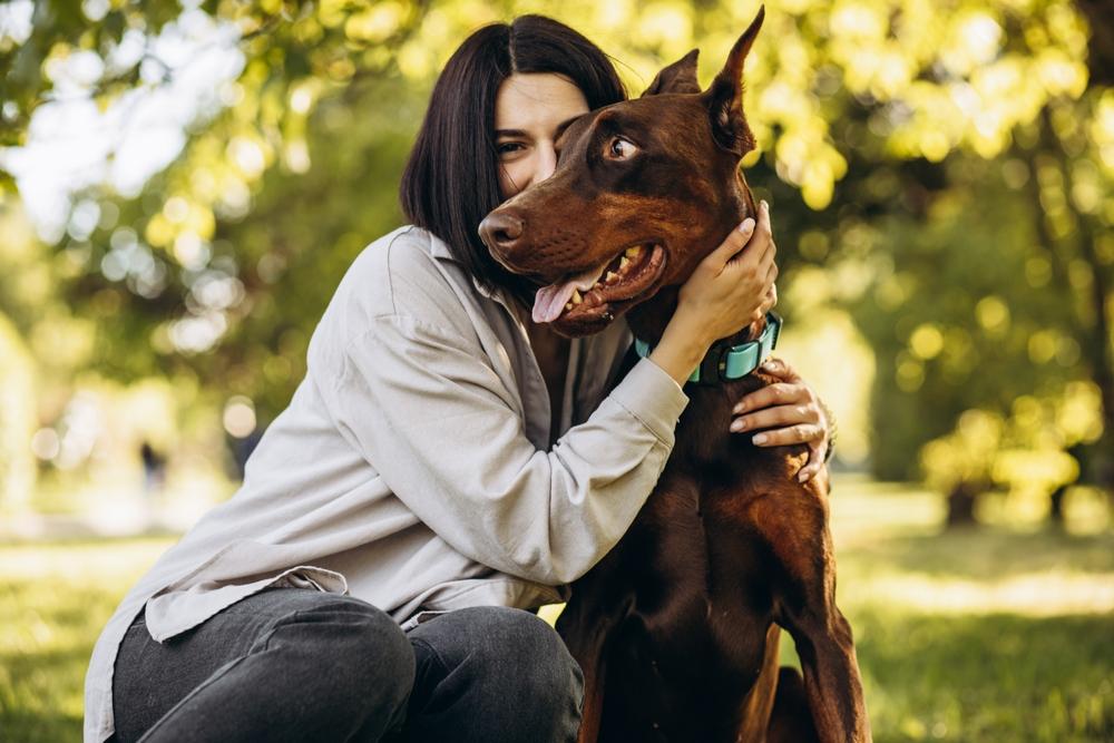 Особенности характера добермана Особенности характера добермана