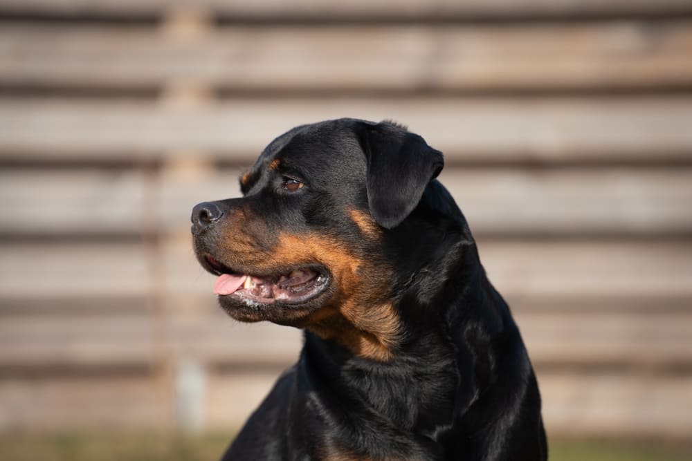 Ротвейлер во время течки требует ухода