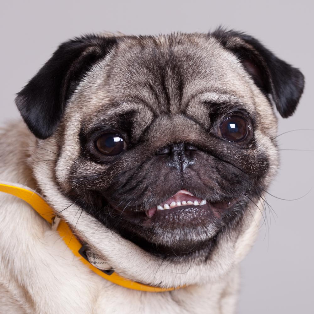 Нестандартные окрасы мопсов: голубой Нестандартные окрасы мопсов: голубой