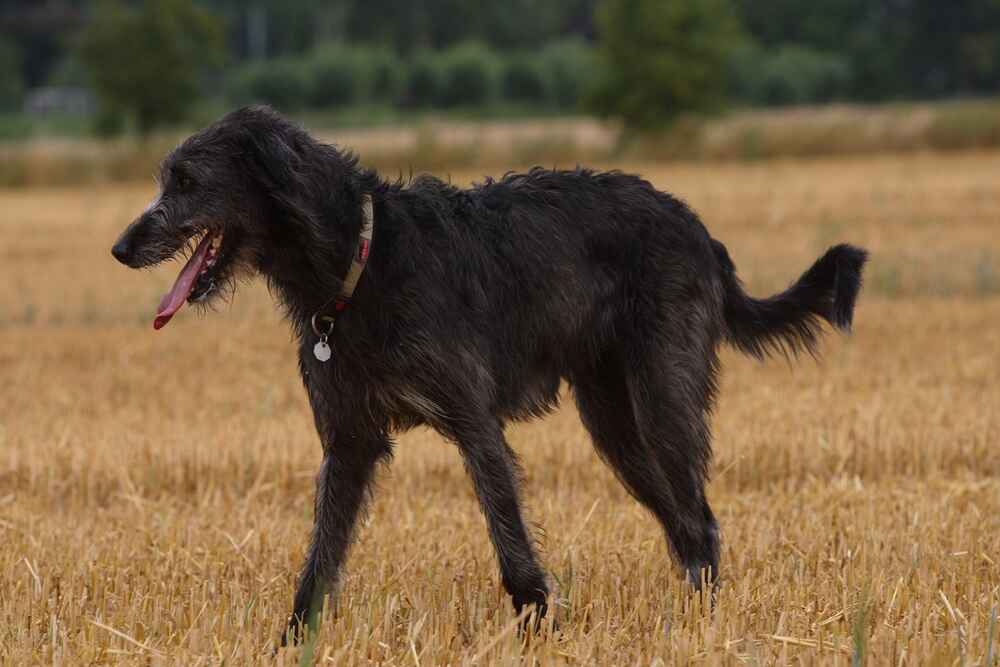 Как кормить ирландского волкодава?