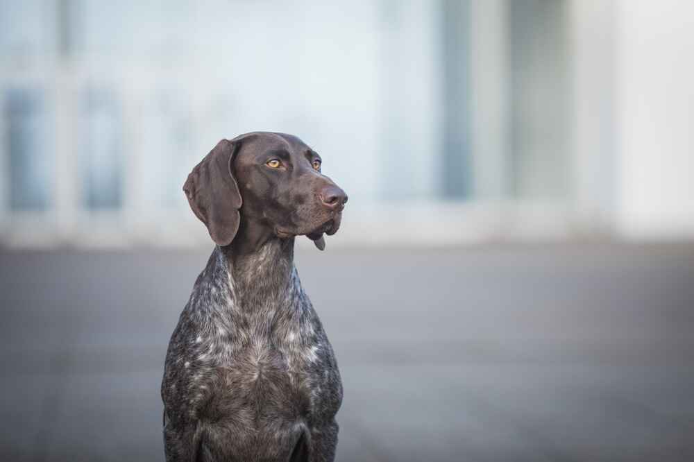 Наличие болезней может влиять на то, сколько проживет курцхаар