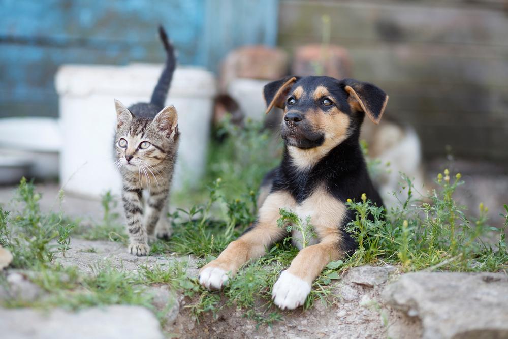 Как отучить собаку ходить в туалет во дворе Как отучить собаку ходить в туалет во дворе