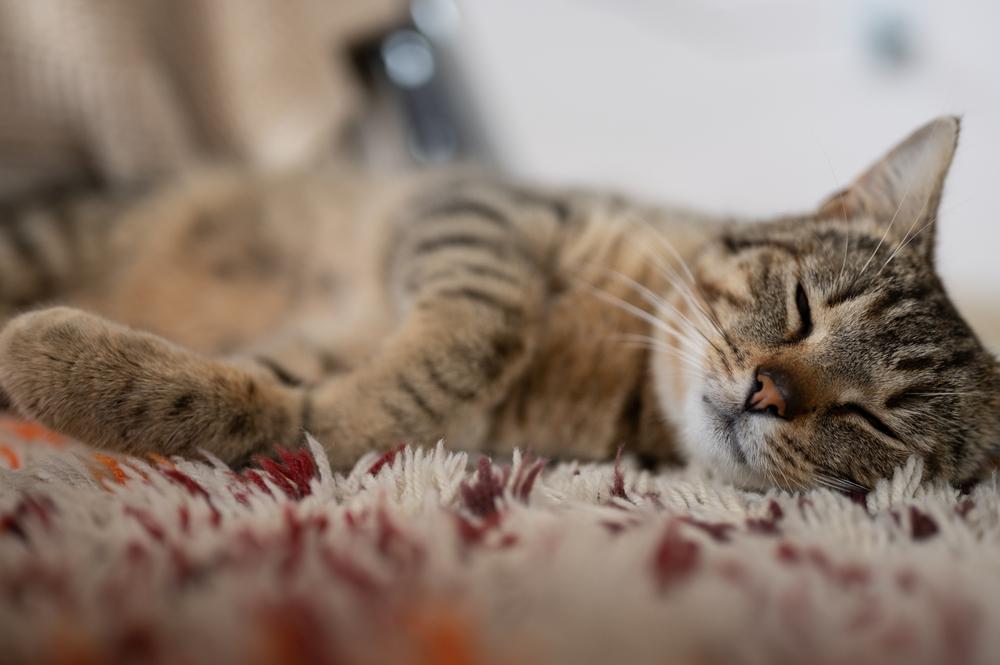 здоровье и вязка европейской короткошерстной кошки