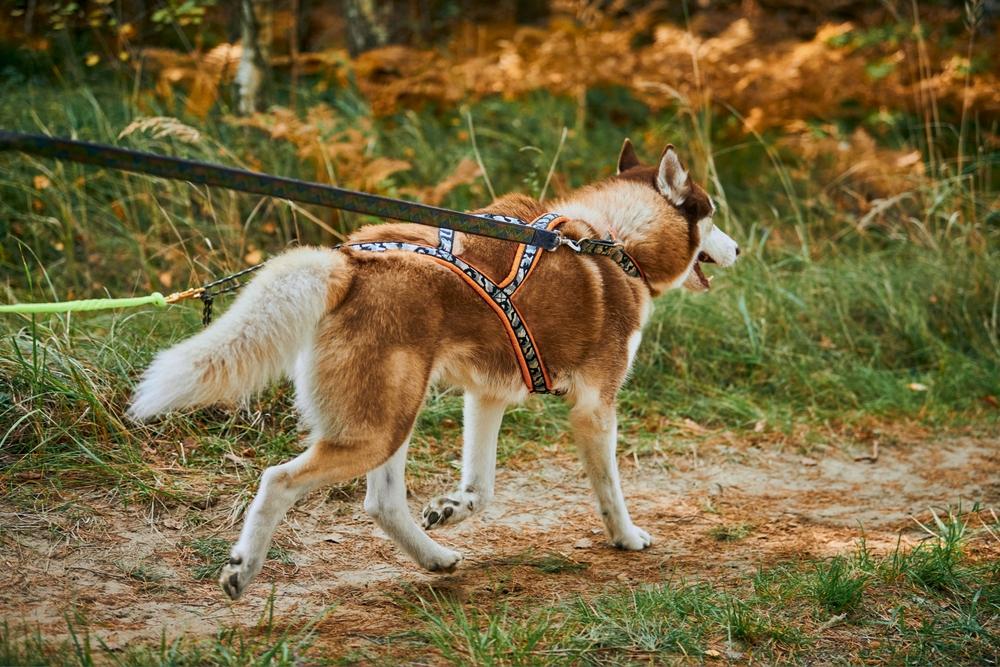 Необходимая амуниция для участия в собачьих гонках Необходимая амуниция для участия в собачьих гонках