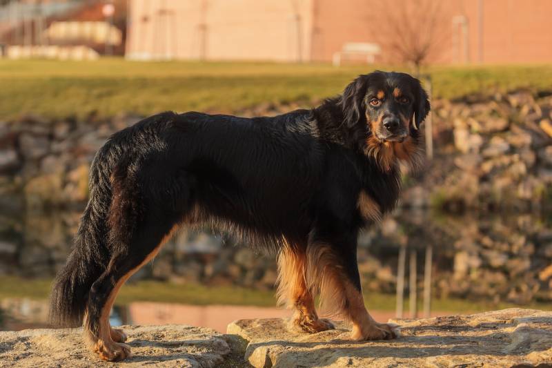 Породы собак из группы молоссов: ховаварт