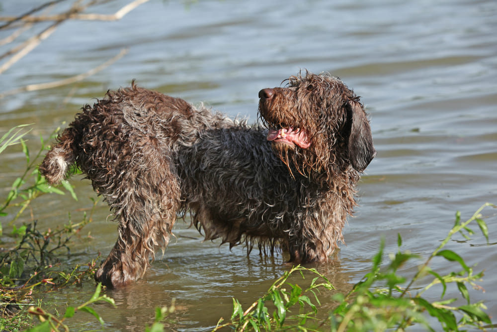 Итальянских спиноне можно вязать с наступлением взрослого возраста