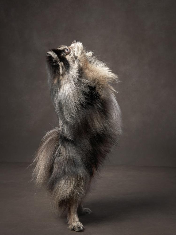 Редкие и запрещенные окрасы померанских шпицев: тигровый Редкие и запрещенные окрасы померанских шпицев: тигровый