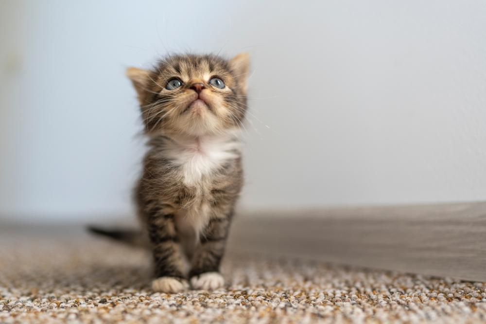 Когда у котенка меняют цвет глаза?