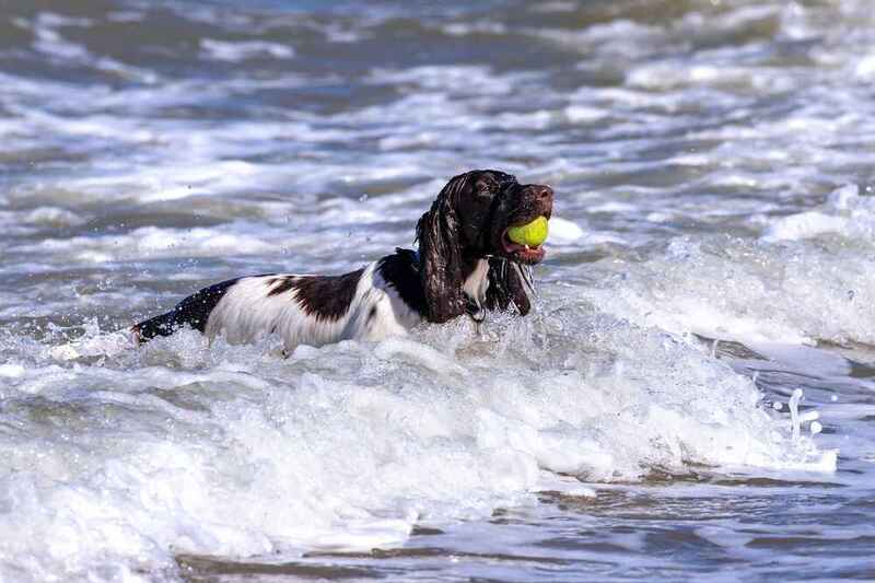 Английский спрингер в воде