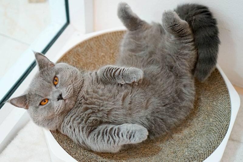 Маленькие породы кошек, как котята: манчкин