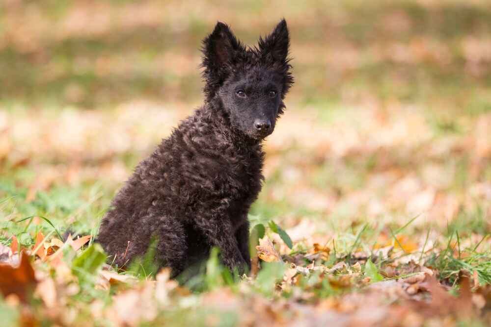 Муди требуют расходов