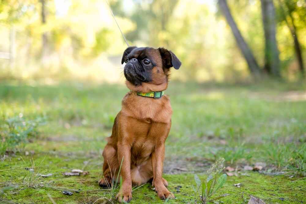Болезнь может повлиять на то, сколько проживет пти-брабансон