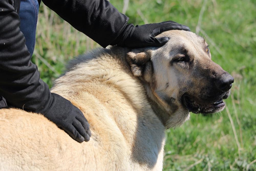 Сложно ли дрессировать алабая и кангала?