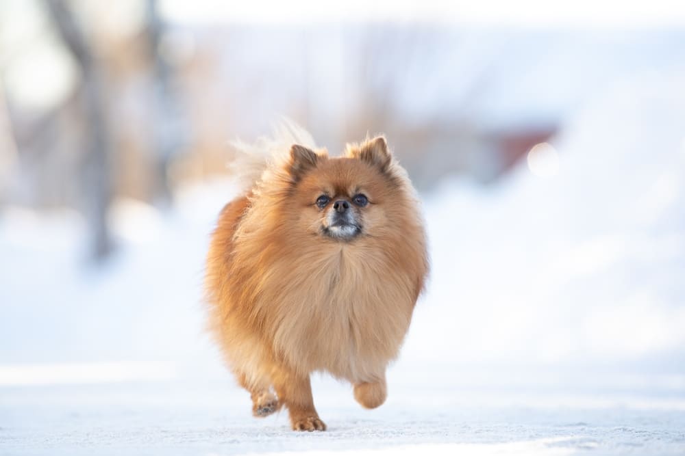 Течка у шпица может сопровождаться проблемами со здоровьем