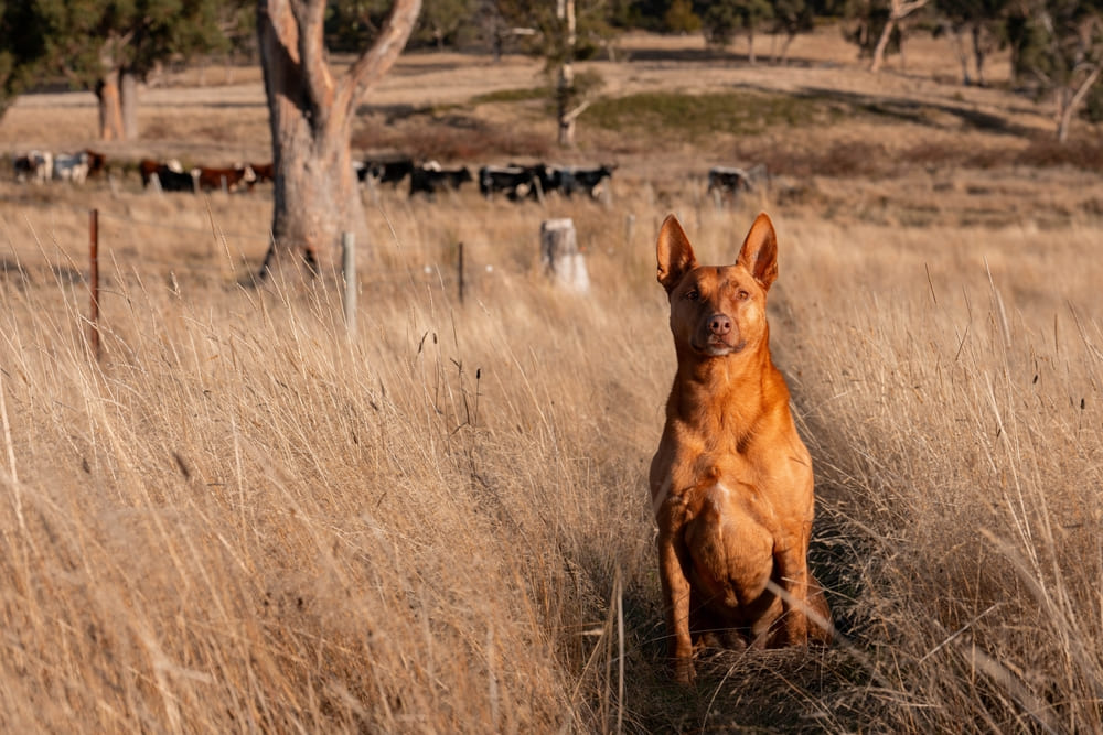 Собака австралийский келпи нуждается в уходе