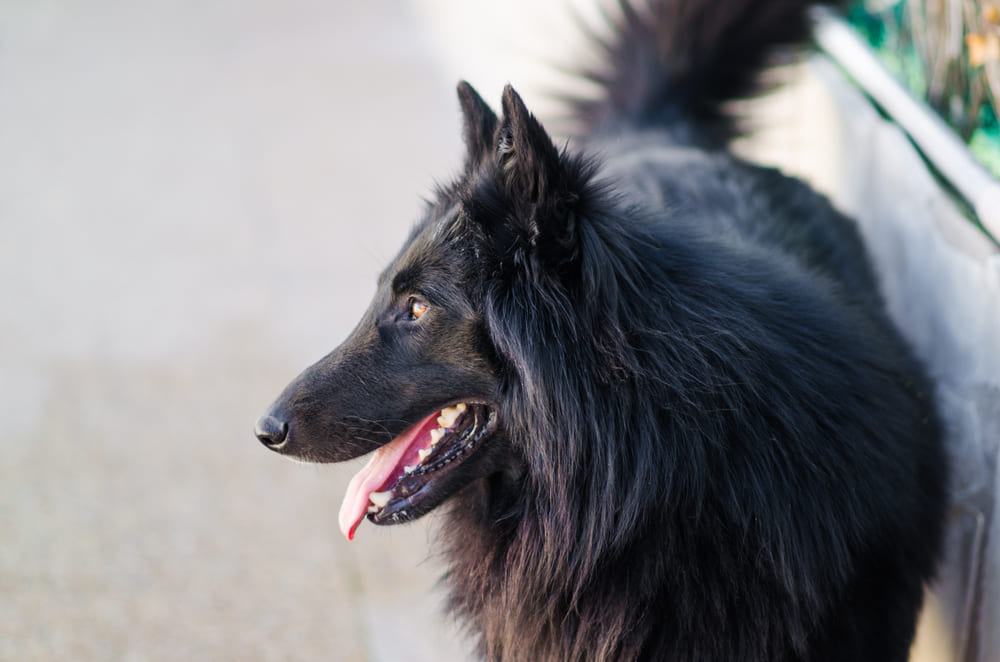 Рацион влияет на то, сколько весит грюнендаль