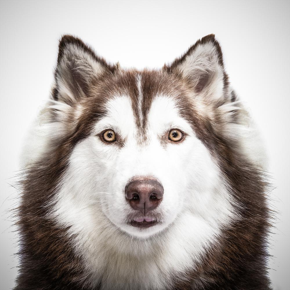 Зеленые глаза у хаски Зеленые глаза у хаски