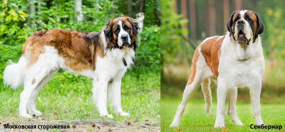 Московская сторожевая и сенбернар на фото
