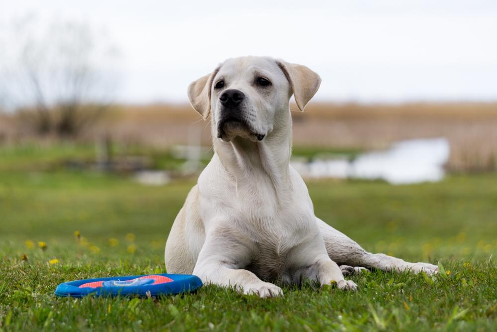 Лабрадор белого окраса