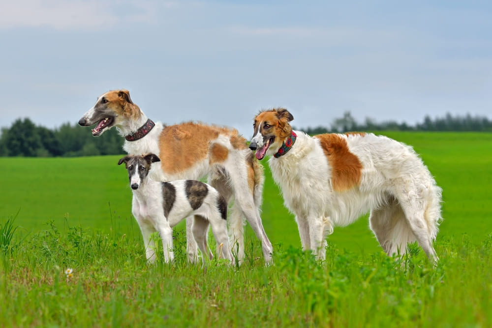 Борзые отличаются дружелюбностью