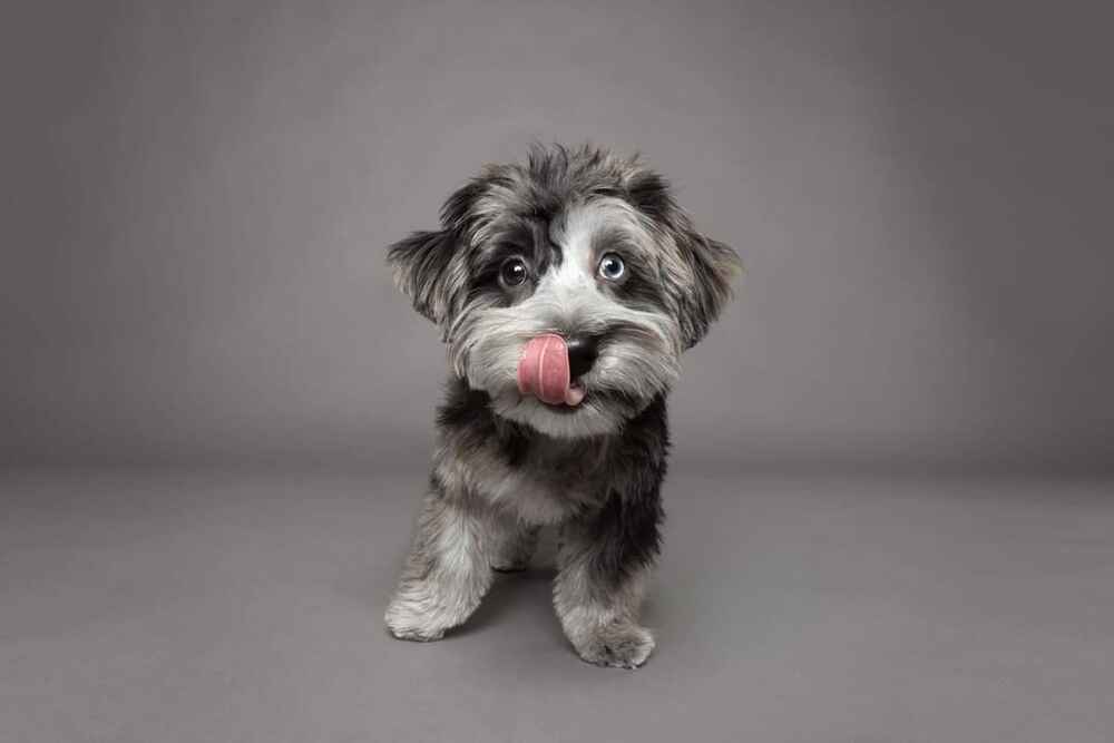 Гаванский бишон считается компаньоном