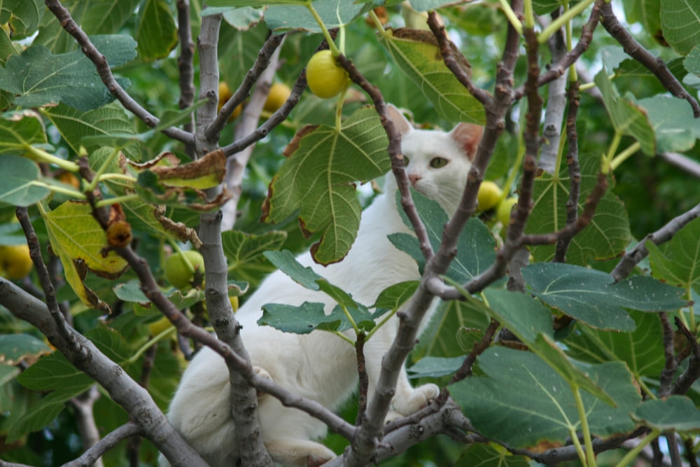 Важно точно знать, можно ли вашей кошке инжир