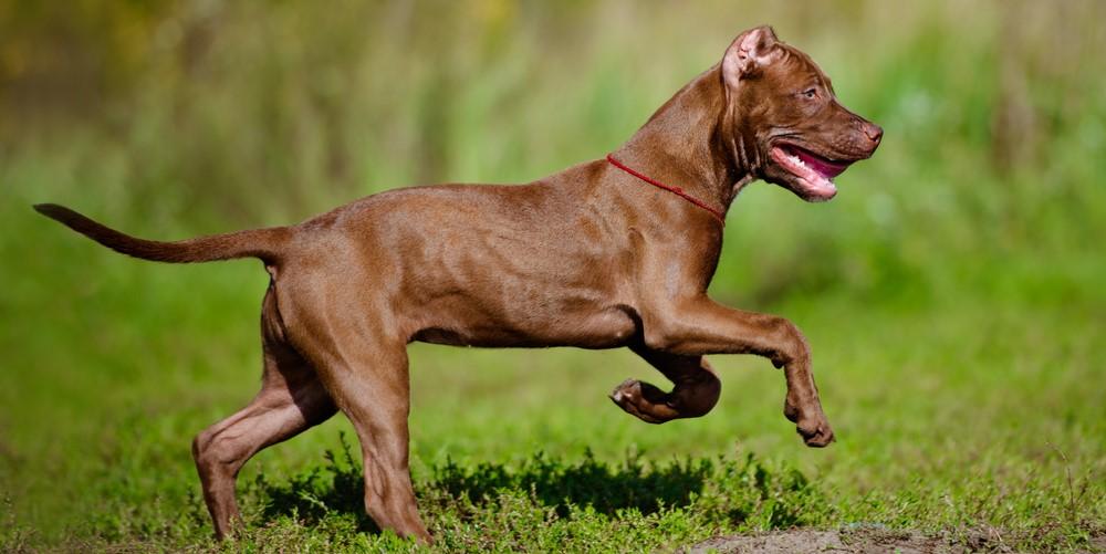 Питбуль более серьезный, чем амстафф