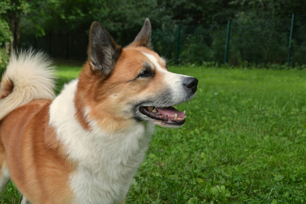 Исландские овчарки не любят птиц