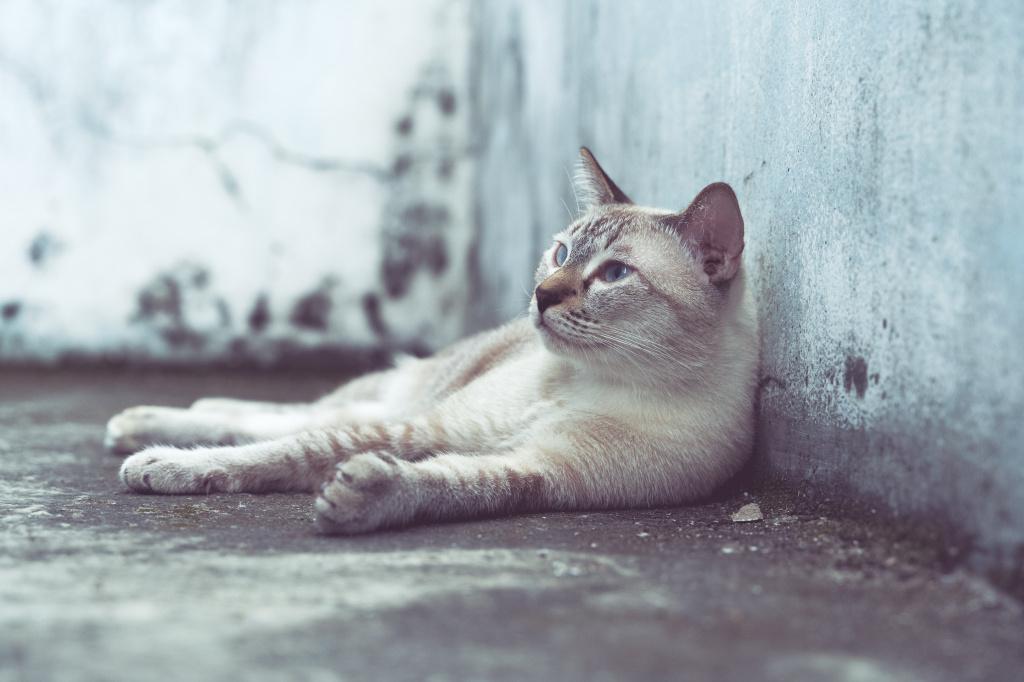 Berapa banyak air yang harus diminum kucing per hari, tergantung pada suhu udara