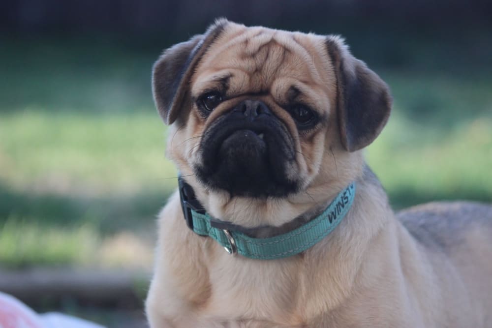 Защита от стресса может влиять на то, сколько проживет мопс