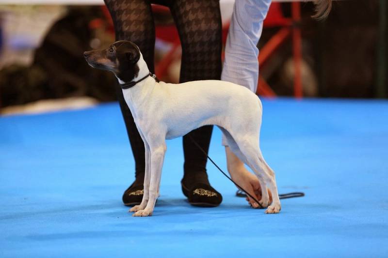 Полурабочие норные породы собак: японский терьер