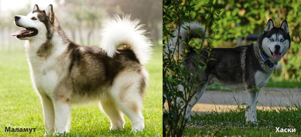 Хаски и маламут на фото
