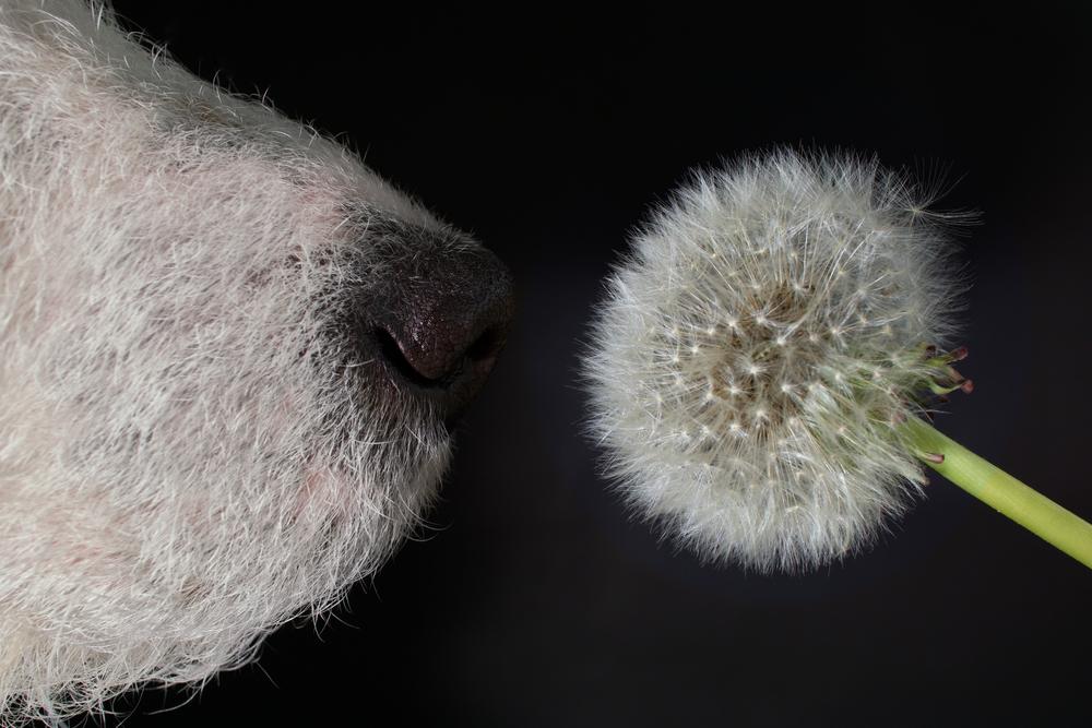 Отличия атопии от аллергии у собак Отличия атопии от аллергии у собак