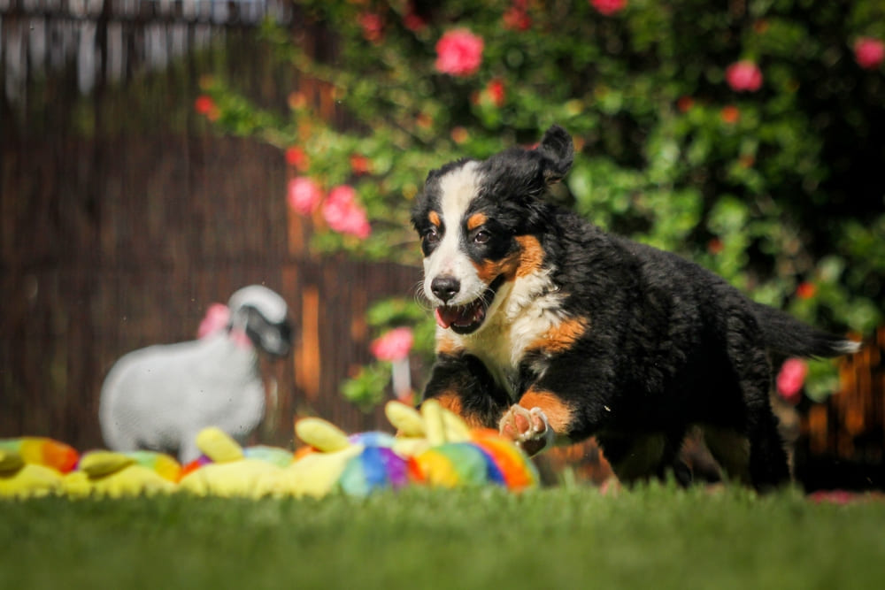 Щенок бернского зенненхунда
