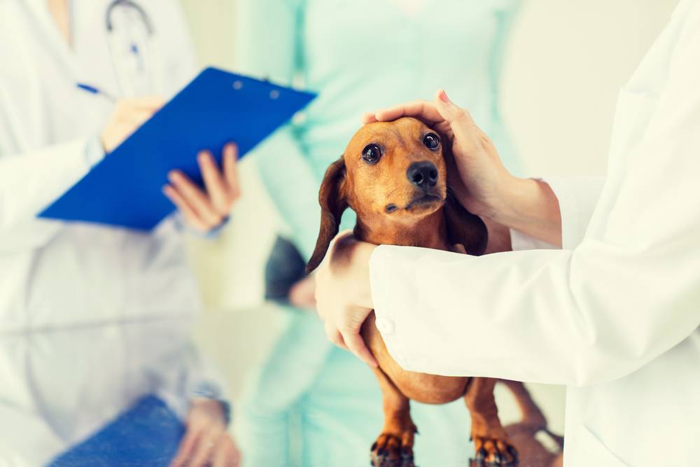 Лечение язвенной болезни у собак