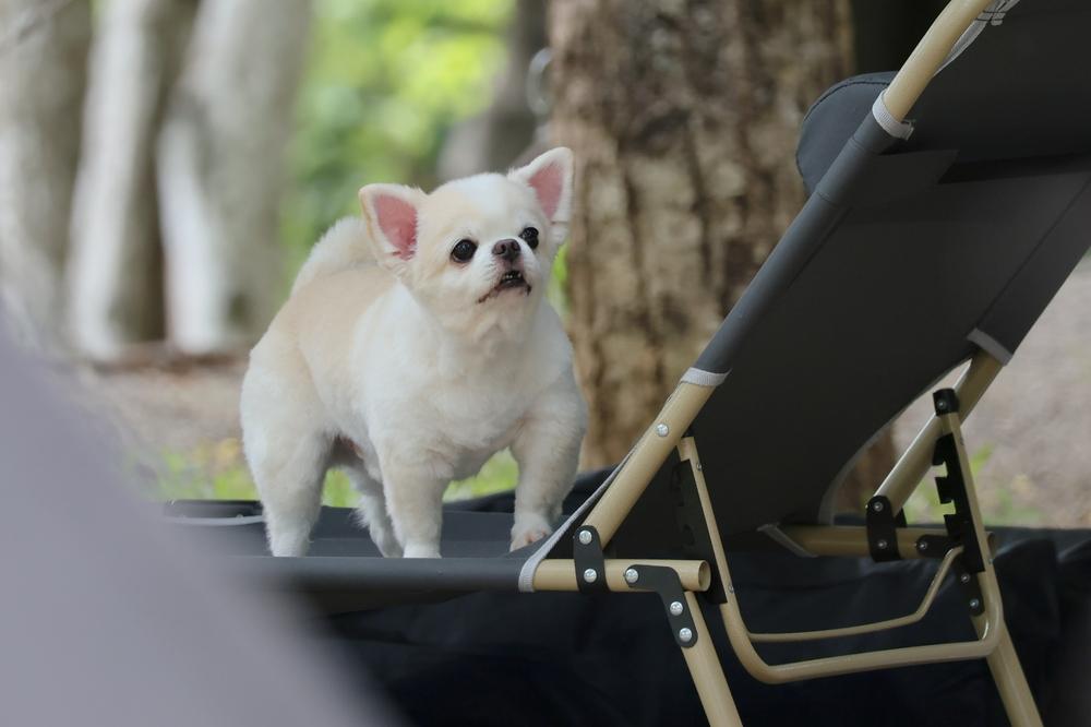Белый чихуахуа в коляске