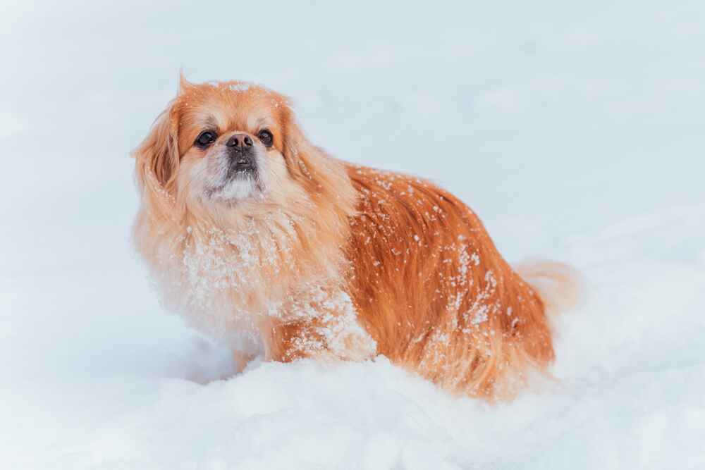 Шерсть тибетского спаниеля нуждается в уходе