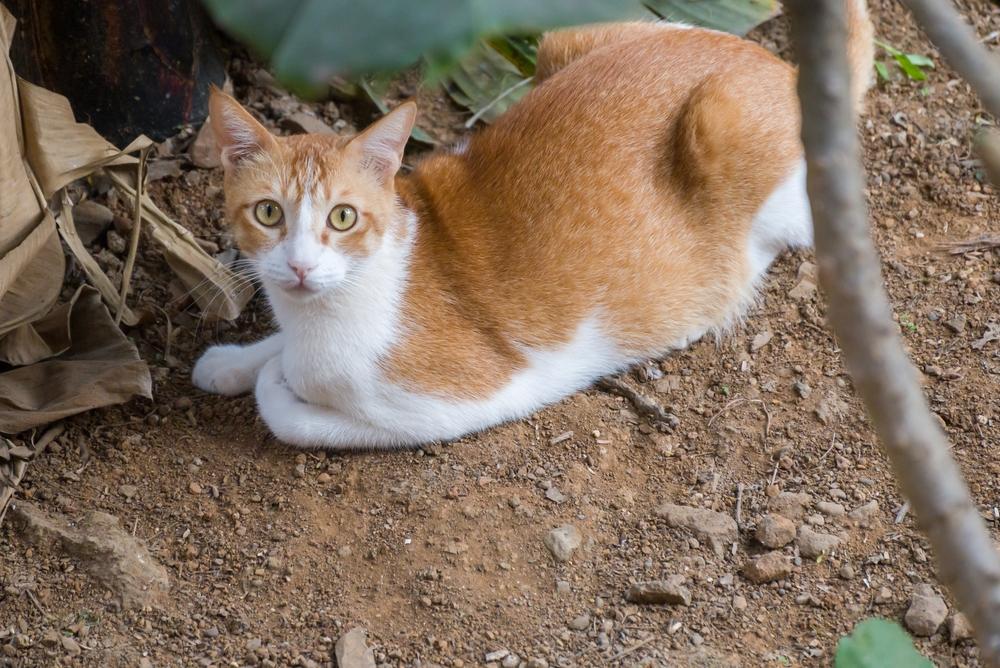 Гигиена аравийского мау