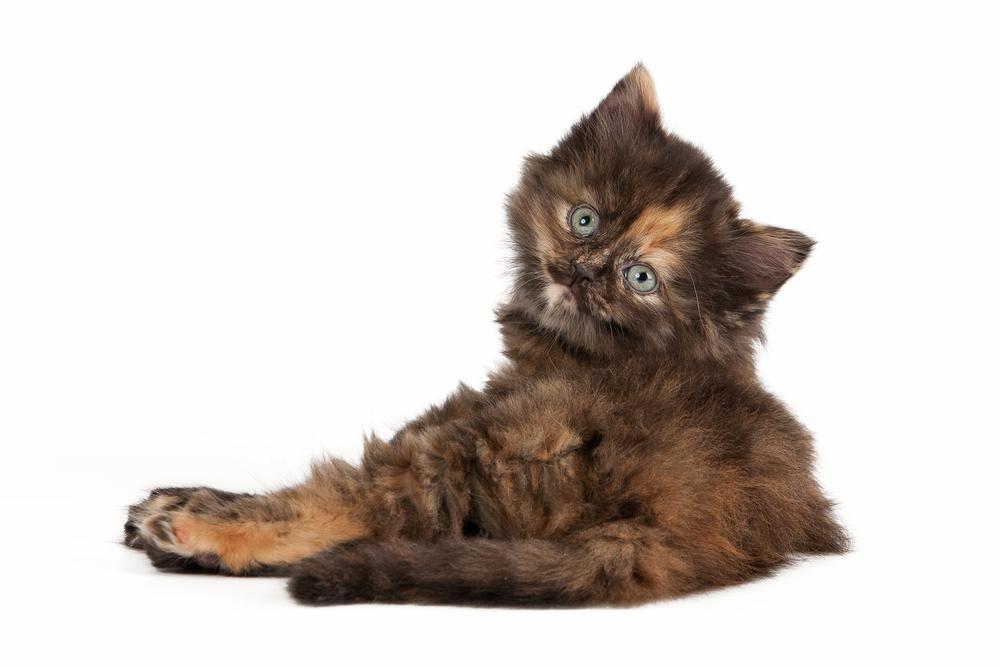 Фото трехцветной сибирской кошки