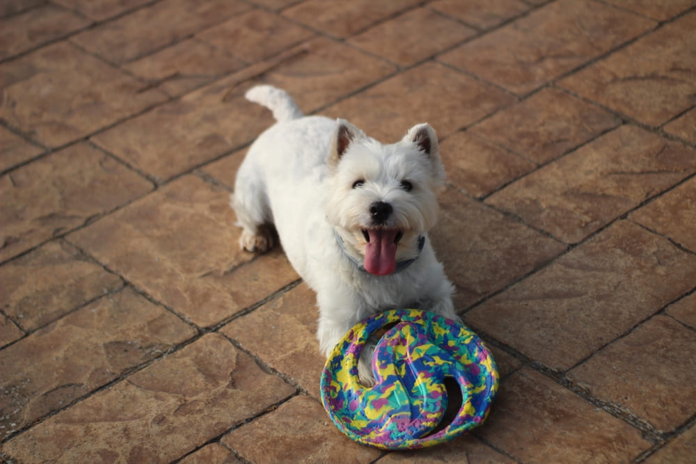 Наличие болезней влияет на то, сколько живет вест-хайленд-уайт-терьер